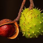 Monk Fruit, chestnut, buckeye, nut, chestnut fruit, autumn fruit, prickly, chestnut, chestnut, chestnut, chestnut, chestnut, nut