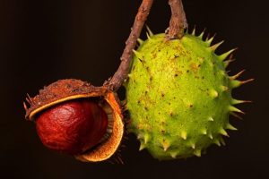 Monk Fruit, chestnut, buckeye, nut, chestnut fruit, autumn fruit, prickly, chestnut, chestnut, chestnut, chestnut, chestnut, nut