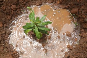 Neem Oil Tree Planting in Tomping