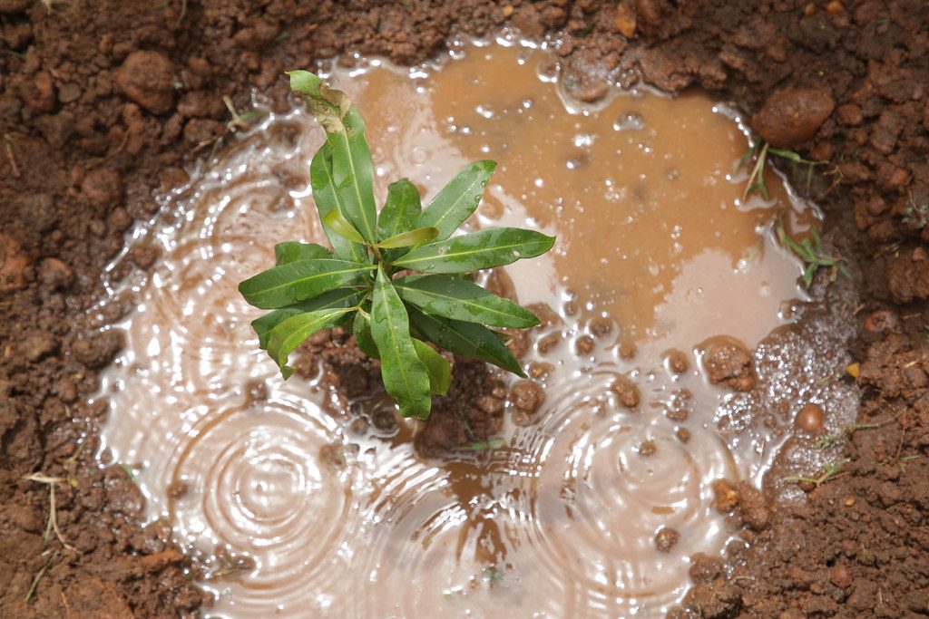 Neem Oil Tree Planting in Tomping