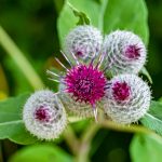 Burrs and a purple flower on a leafy plant.