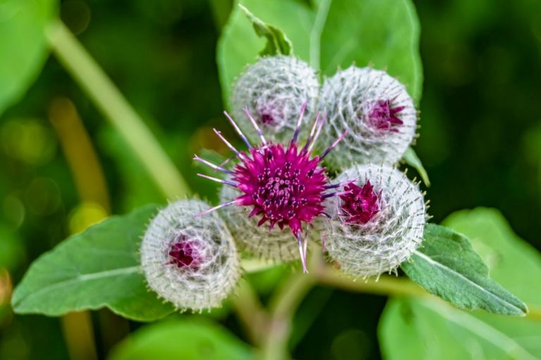 Burrs and a purple flower on a leafy plant.